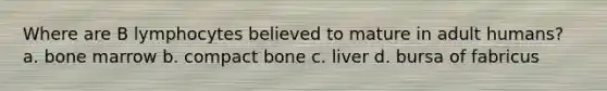 Where are B lymphocytes believed to mature in adult humans? a. bone marrow b. compact bone c. liver d. bursa of fabricus