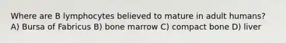 Where are B lymphocytes believed to mature in adult humans? A) Bursa of Fabricus B) bone marrow C) compact bone D) liver