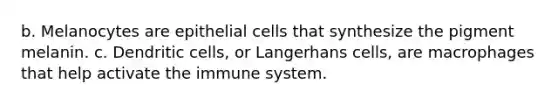 b. Melanocytes are epithelial cells that synthesize the pigment melanin. c. Dendritic cells, or Langerhans cells, are macrophages that help activate the immune system.