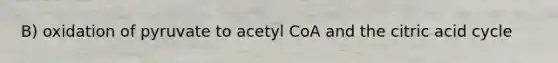 B) oxidation of pyruvate to acetyl CoA and the citric acid cycle