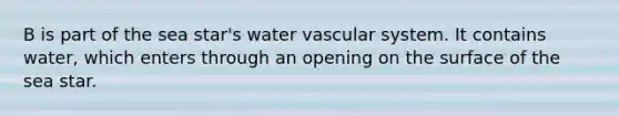 B is part of the sea star's water vascular system. It contains water, which enters through an opening on the surface of the sea star.