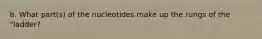 b. What part(s) of the nucleotides make up the rungs of the "ladder?