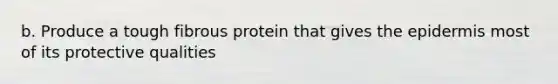 b. Produce a tough fibrous protein that gives the epidermis most of its protective qualities