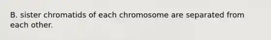 B. sister chromatids of each chromosome are separated from each other.