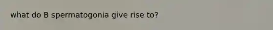 what do B spermatogonia give rise to?