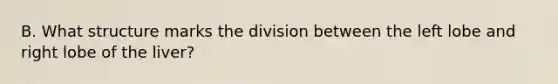 B. What structure marks the division between the left lobe and right lobe of the liver?