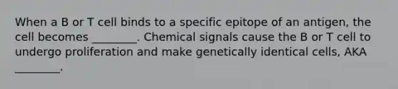 When a B or T cell binds to a specific epitope of an antigen, the cell becomes ________. Chemical signals cause the B or T cell to undergo proliferation and make genetically identical cells, AKA ________.