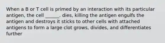 When a B or T cell is primed by an interaction with its particular antigen, the cell ______. dies, killing the antigen engulfs the antigen and destroys it sticks to other cells with attached antigens to form a large clot grows, divides, and differentiates further