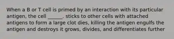 When a B or T cell is primed by an interaction with its particular antigen, the cell ______. sticks to other cells with attached antigens to form a large clot dies, killing the antigen engulfs the antigen and destroys it grows, divides, and differentiates further