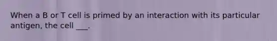 When a B or T cell is primed by an interaction with its particular antigen, the cell ___.