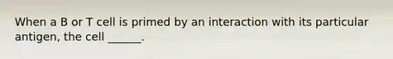 When a B or T cell is primed by an interaction with its particular antigen, the cell ______.