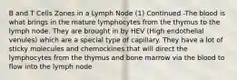 B and T Cells Zones in a Lymph Node (1) Continued -The blood is what brings in the mature lymphocytes from the thymus to the lymph node. They are brought in by HEV (High endothelial venules) which are a special type of capillary. They have a lot of sticky molecules and chemockines that will direct the lymphocytes from the thymus and bone marrow via the blood to flow into the lymph node