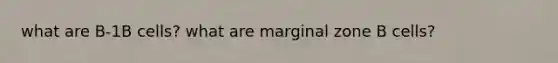 what are B-1B cells? what are marginal zone B cells?