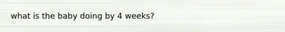 what is the baby doing by 4 weeks?