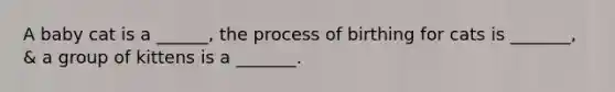 A baby cat is a ______, the process of birthing for cats is _______, & a group of kittens is a _______.