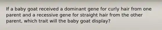 If a baby goat received a dominant gene for curly hair from one parent and a recessive gene for straight hair from the other parent, which trait will the baby goat display?