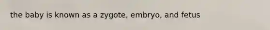 the baby is known as a zygote, embryo, and fetus