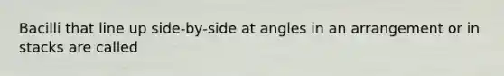 Bacilli that line up side-by-side at angles in an arrangement or in stacks are called