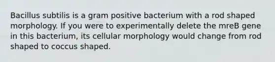 Bacillus subtilis is a gram positive bacterium with a rod shaped morphology. If you were to experimentally delete the mreB gene in this bacterium, its cellular morphology would change from rod shaped to coccus shaped.