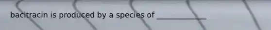 bacitracin is produced by a species of _____________