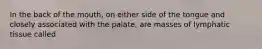 In the back of the mouth, on either side of the tongue and closely associated with the palate, are masses of lymphatic tissue called