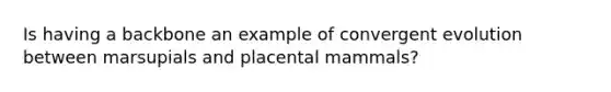 Is having a backbone an example of convergent evolution between marsupials and placental mammals?