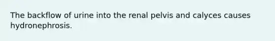 The backflow of urine into the renal pelvis and calyces causes hydronephrosis.