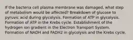 If the bacteria cell plasma membrane was damaged, what step of metabolism would be affected? Breakdown of glucose to pyruvic acid during glycolysis. Formation of ATP in glycolysis. Formation of ATP in the Krebs cycle. Establishment of the hydrogen ion gradient in the Electron Transport System. Formation of NADH and FADH2 in glycolysis and the Krebs cycle.