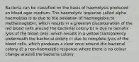 Bacteria can be classified on the basis of haemolysis produced on blood agar medium. The haemolytic response called alpha haemolysis is a) due to the oxidation of haemoglobin to methemoglobin, which results in a greenish discolouration of the red blood cells around the bacterial colony b) is due to osmotic lysis of the blood cells, which results in a yellow transparency underneath the bacterial colony c) due to complete lysis of the blood cells, which produces a clear zone around the bacterial colony d) a non-haemolytic response where there is no colour change around the bacteria colony