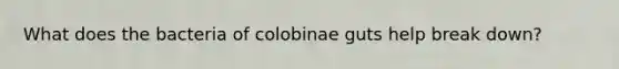 What does the bacteria of colobinae guts help break down?