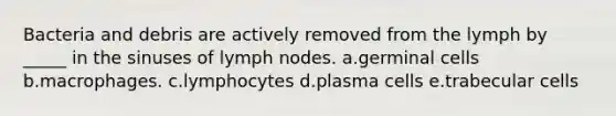 Bacteria and debris are actively removed from the lymph by _____ in the sinuses of lymph nodes. a.germinal cells b.macrophages. c.lymphocytes d.plasma cells e.trabecular cells