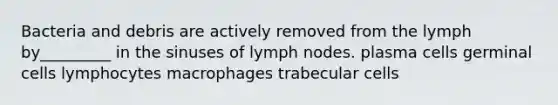 Bacteria and debris are actively removed from the lymph by_________ in the sinuses of lymph nodes. plasma cells germinal cells lymphocytes macrophages trabecular cells