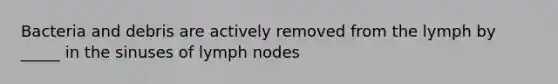 Bacteria and debris are actively removed from the lymph by _____ in the sinuses of lymph nodes