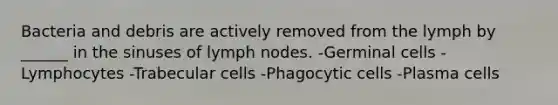 Bacteria and debris are actively removed from the lymph by ______ in the sinuses of lymph nodes. -Germinal cells -Lymphocytes -Trabecular cells -Phagocytic cells -Plasma cells