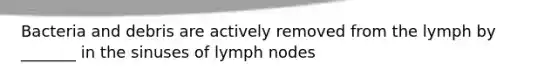 Bacteria and debris are actively removed from the lymph by _______ in the sinuses of lymph nodes