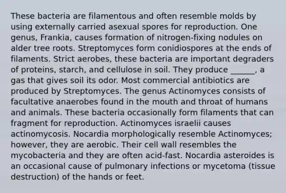 These bacteria are filamentous and often resemble molds by using externally carried asexual spores for reproduction. One genus, Frankia, causes formation of nitrogen-fixing nodules on alder tree roots. Streptomyces form conidiospores at the ends of filaments. Strict aerobes, these bacteria are important degraders of proteins, starch, and cellulose in soil. They produce ______, a gas that gives soil its odor. Most commercial antibiotics are produced by Streptomyces. The genus Actinomyces consists of facultative anaerobes found in the mouth and throat of humans and animals. These bacteria occasionally form filaments that can fragment for reproduction. Actinomyces israelii causes actinomycosis. Nocardia morphologically resemble Actinomyces; however, they are aerobic. Their cell wall resembles the mycobacteria and they are often acid-fast. Nocardia asteroides is an occasional cause of pulmonary infections or mycetoma (tissue destruction) of the hands or feet.