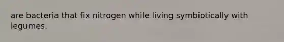 are bacteria that fix nitrogen while living symbiotically with legumes.