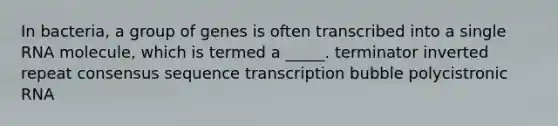 In bacteria, a group of genes is often transcribed into a single RNA molecule, which is termed a _____. terminator inverted repeat consensus sequence transcription bubble polycistronic RNA