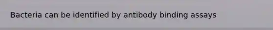 Bacteria can be identified by antibody binding assays