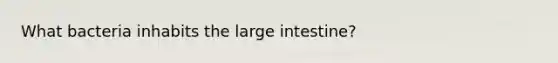 What bacteria inhabits the large intestine?