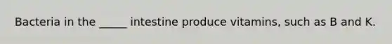 Bacteria in the _____ intestine produce vitamins, such as B and K.