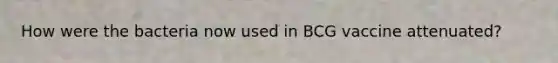 How were the bacteria now used in BCG vaccine attenuated?