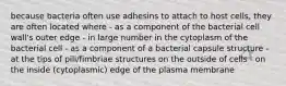 because bacteria often use adhesins to attach to host cells, they are often located where - as a component of the bacterial cell wall's outer edge - in large number in the cytoplasm of the bacterial cell - as a component of a bacterial capsule structure - at the tips of pili/fimbriae structures on the outside of cells - on the inside (cytoplasmic) edge of the plasma membrane