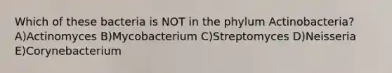 Which of these bacteria is NOT in the phylum Actinobacteria? A)Actinomyces B)Mycobacterium C)Streptomyces D)Neisseria E)Corynebacterium