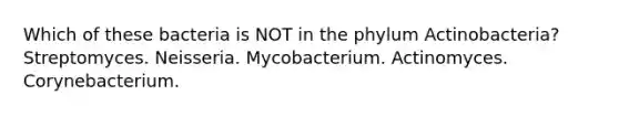 Which of these bacteria is NOT in the phylum Actinobacteria? Streptomyces. Neisseria. Mycobacterium. Actinomyces. Corynebacterium.