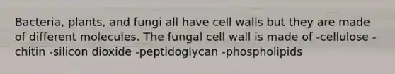 Bacteria, plants, and fungi all have cell walls but they are made of different molecules. The fungal cell wall is made of -cellulose -chitin -silicon dioxide -peptidoglycan -phospholipids