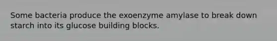 Some bacteria produce the exoenzyme amylase to break down starch into its glucose building blocks.