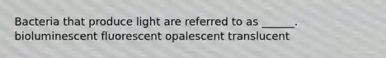 Bacteria that produce light are referred to as ______. bioluminescent fluorescent opalescent translucent