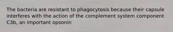 The bacteria are resistant to phagocytosis because their capsule interferes with the action of the complement system component C3b, an important opsonin