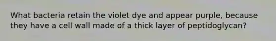 What bacteria retain the violet dye and appear purple, because they have a cell wall made of a thick layer of peptidoglycan?